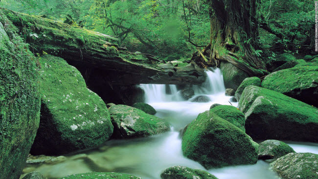 Hẻm núi Shiratani Unsuikyo trên đảo Yakushima có phong cảnh đẹp như trong truyện cổ tích.