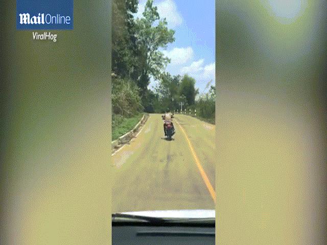 Đang bò trên đường, rắn bay lên không trung đớp người đi xe máy
