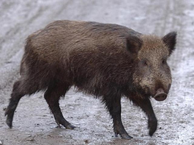 3 khủng bố IS bị... lợn rừng giết hại dã man