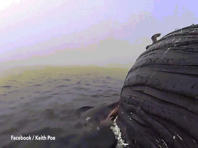 Cá mập mang thai gặm xác cá voi khổng lồ suốt 17 tiếng