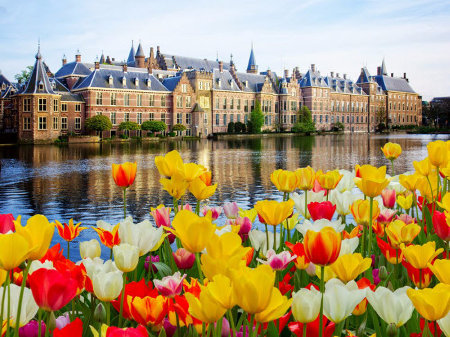 Hoa tulip nở rộ trước tòa&nbsp; nhà quốc hội Binnenhof ở The Hague, Hà Lan.