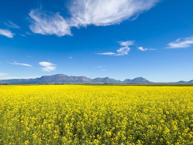 10. Namaqualand: Namaqualand là một vùng đất khô cằn ở Nam Phi. Tuy nhiên mỗi khi mùa xuân đến, nơi đấy được phủ kín bởi một thảm hoa rực rỡ, chủ yếu là hoa cúc cùng với hàng trăm loài hoa khác nữa, khiến không ai có thể tin nổi mới trước đó vài tháng, nơi này là một vùng đất chết khô hạn.