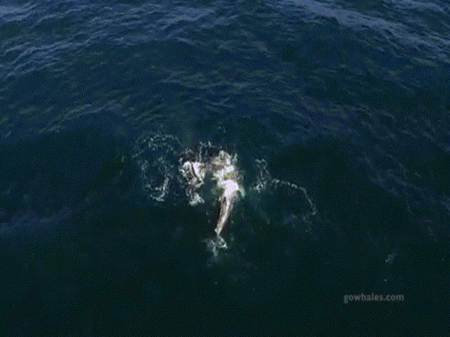 Cá voi mẹ cõng con chạy trốn cá voi sát thủ khát máu