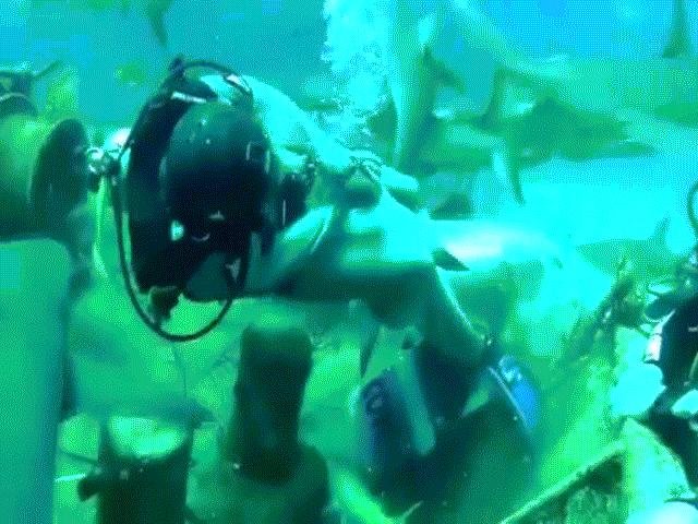 Video: Hãi hùng cảnh thợ lặn bị cá mập cắn vào chỗ hiểm