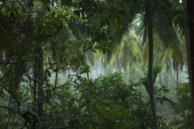 Ko Yao, Phangnga.