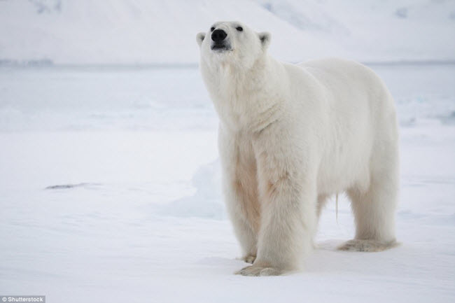 Nordvest – Spitsbergen, Na Uy: Vườn quốc gia Nordvest – Spitsbergen là nơi sinh sống của gấu Bắc cực và hải mã. Vì thiên nhiên rất hoang dã, nên nơi đây chỉ dành&nbsp;cho những du khách gan dạ và chuẩn bị tốt.