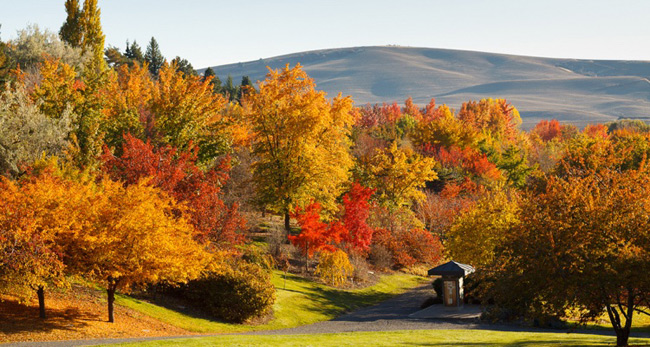 5. Vườn Idaho Arboretum - Đại học Idaho mở cửa từ sáng đến tối các ngày trong tuần và hoàn toàn miễn phí. Trong diện tích hơn 25ha, khu vườn có hơn 120 loại cây xanh, 27 ghế đá cùng hệ thống đường mòn hoàn hảo cho những chuyến tham quan, dã ngoại. Không chỉ có tầng thực vật phong phú, nơi đây là chỗ sinh sống của nhiều loại chim cư trú và di cư quanh năm.