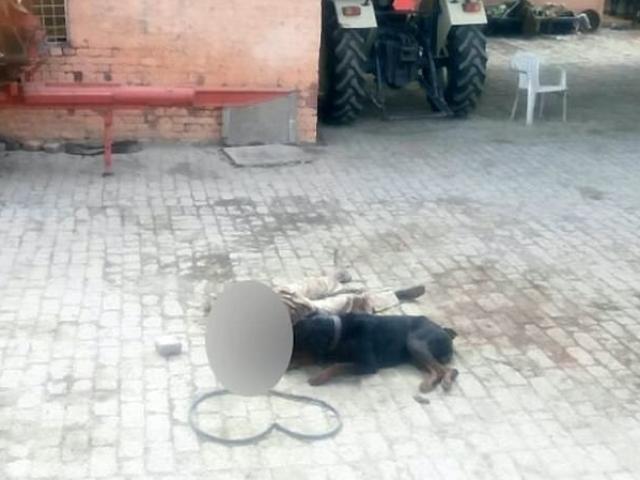 Ấn Độ: Chủ bị chó nuôi cắn chết, ăn xác