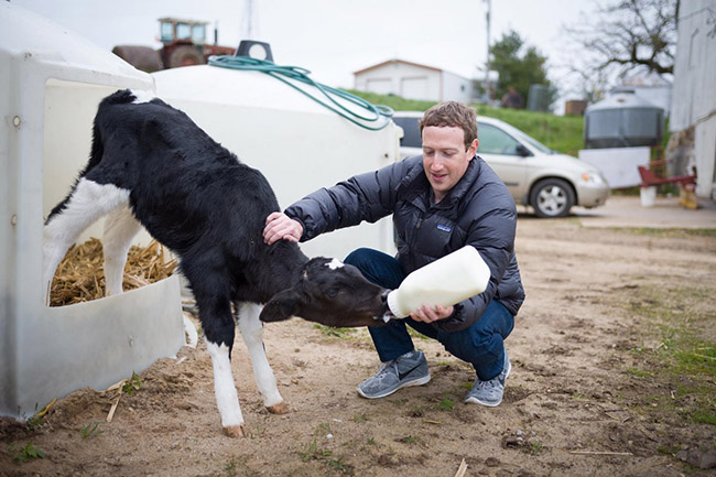 Mark Zuckerberg còn thể hiện tình yêu thương với các loài vật.