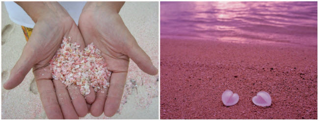 Nguồn gốc màu hồng trên bãi biển Pink Sands là vỏ của một loài sinh vật biển nhỏ sống dưới các rạn san hô.