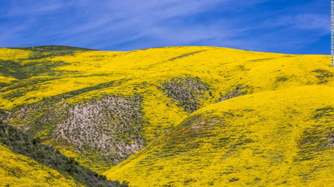 Cánh đồng hoa dại nhuộm vàng các ngọn đồi ở thành phố San Luis Obispo, Mỹ.