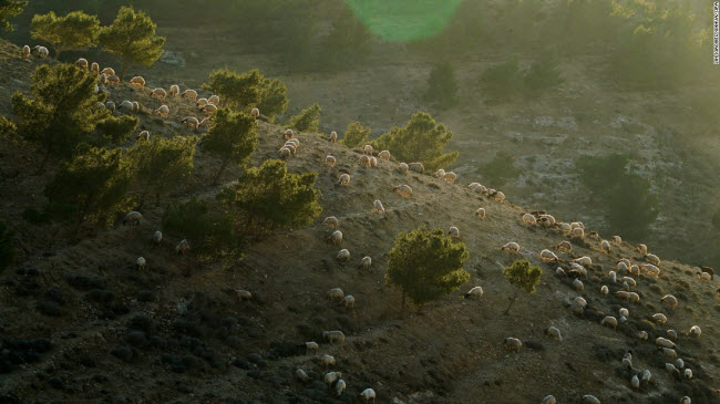 Đàn cừu gặm cỏ&nbsp;trên sườn đồi lúc hoàng hôn ở Madaba Governorate, Jordan.