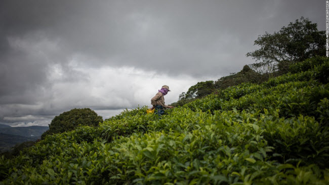 Nông dân hái lá chè trên nông trường ở Valle del Cauca, Colombia.