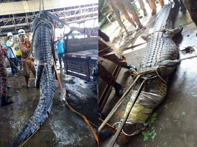 11 tiếng vật lộn để tóm cá sấu khổng lồ 1 tấn ở Malaysia