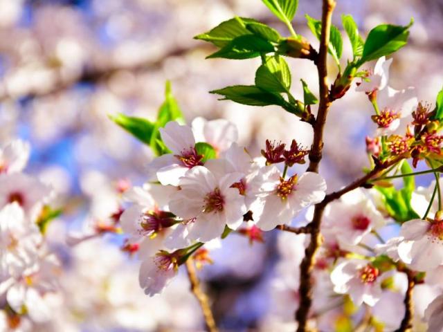 Ngẩn ngơ ngắm hoa anh đào Nhật Bản mong manh cuối mùa