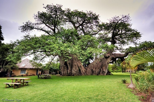 10. Quán Sunland, Nam Phi:&nbsp;Quán rượu nhỏ này nằm trong một cây baobab cổ thụ đã hơn 1700 năm tuổi ở Modjadjiskloof, châu Phi.