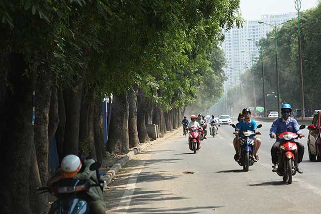 Theo kế hoạch, để thi công tuyến đường này, các cây xanh thuộc diện phải đánh chuyển, di dời, chặt hạ nằm trong phạm vi mở rộng đường, các đường dẫn lên xuống trên cao.