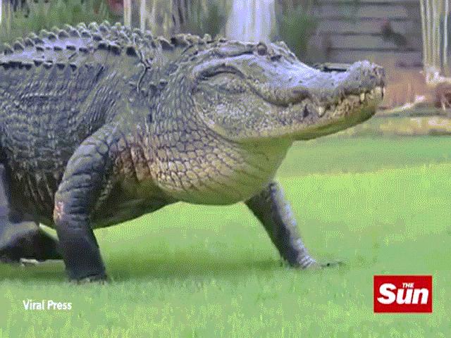 Video: Cá sấu khổng lồ huyền thoại nghênh ngang quanh sân golf