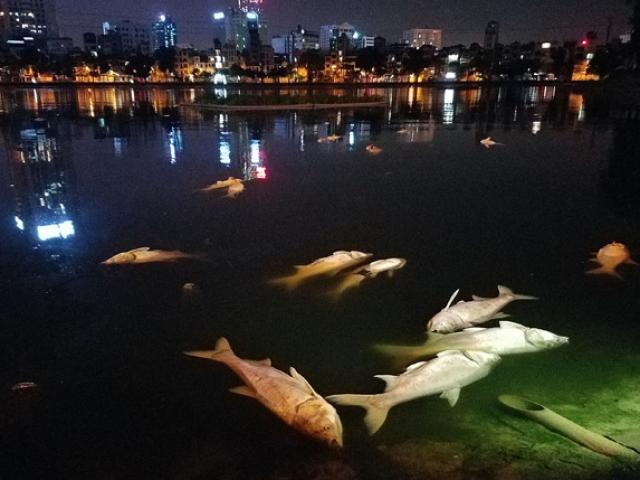 Đã tìm ra nguyên nhân cá chết trắng ở hồ Hoàng Cầu