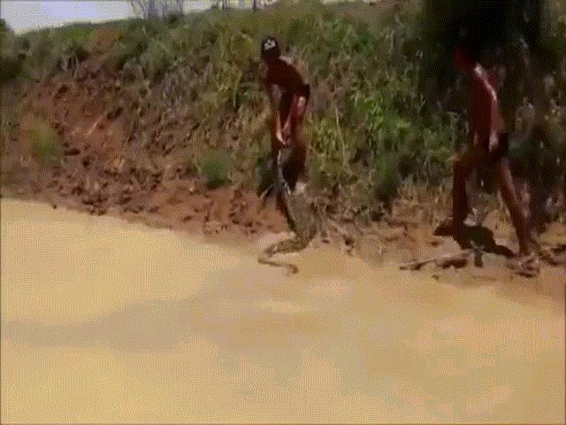 Cậu bé dùng tay không bắt trăn ”khủng” dài 4m dưới sông