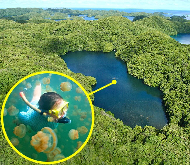 Hồ sứa, Palau: Hồ nằm trên bán đảo Rock ở Palau và nổi tiếng với hai loại sứa vàng và sứa mặt trăng. Do thiếu kẻ thù&nbsp;tự nhiên&nbsp;nên sứa ở đây sinh sản rất nhanh và chúng dần bị&nbsp;tiêu biến các tua độc. Đây là lý do tại sao du khách có thể thoải mái bơi lặn cùng chúng.