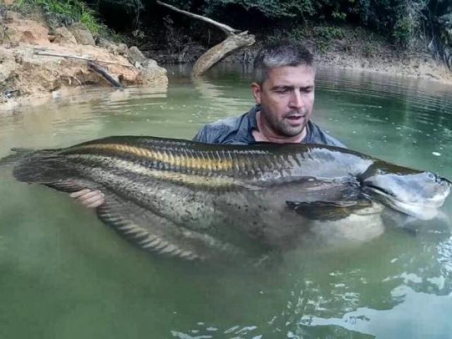 Truy lùng loài cá khổng lồ huyền thoại ở Malaysia