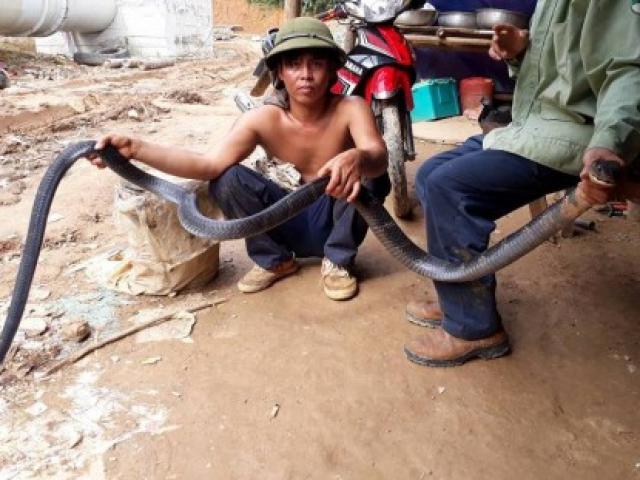 Nghệ An: Người dân bắt được rắn hổ mang chúa dài hơn 3m