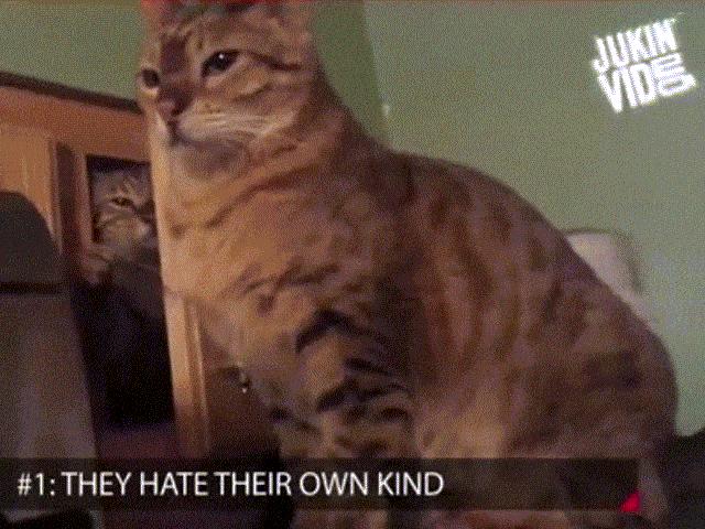 Clip hài: ”Phát rồ” với những chú mèo thích phá đám