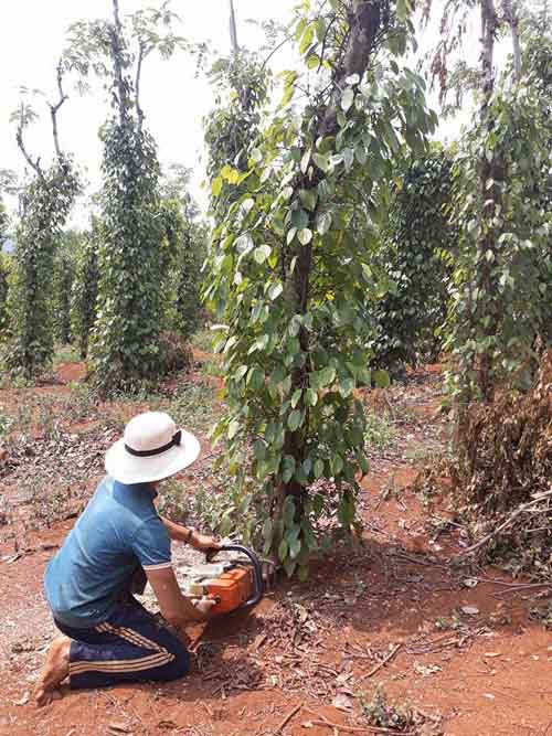 Giá tiêu giảm còn 54.000 đ/kg, nông dân dùng cả cưa máy chặt tiêu - 2