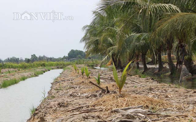 Trên liếp trồng dừa, nuôi heo rừng, dưới mương thả cá, lời 300 triệu/năm - 3