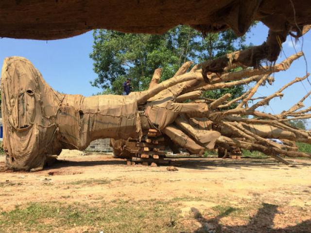 Cận cảnh 3 cây ”quái thú” bị CSGT Thừa Thiên- Huế bắt giữ