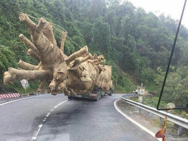 Ba cây ”quái thú” có nguồn gốc từ rừng Đắk Lắk