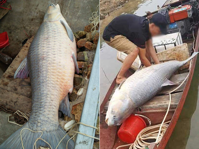 Nóng 24h qua: Cá trắm khổng lồ xuất hiện ở Yên Bái - 1