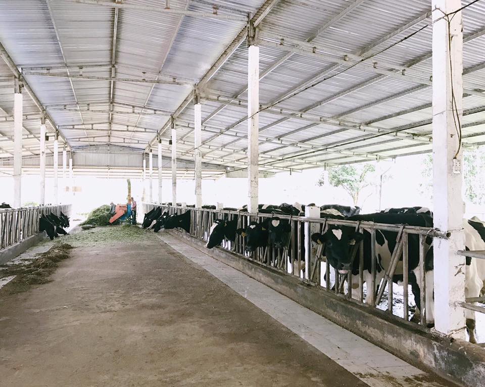 Lên Mộc Châu thử làm nông dân chăn nuôi bò sữa - 1