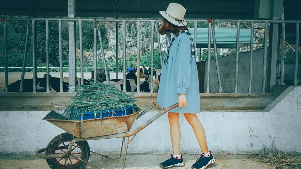 Lên Mộc Châu thử làm nông dân chăn nuôi bò sữa - 2