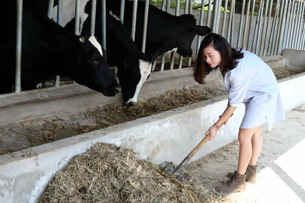 Lên Mộc Châu thử làm nông dân chăn nuôi bò sữa - 3