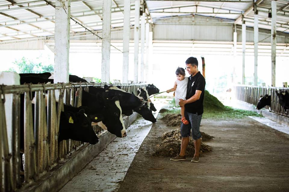 Lên Mộc Châu thử làm nông dân chăn nuôi bò sữa - 5