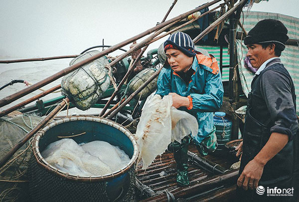 Thanh Hóa: Ngư dân Hải Hòa vào mùa đánh bắt sứa - 1