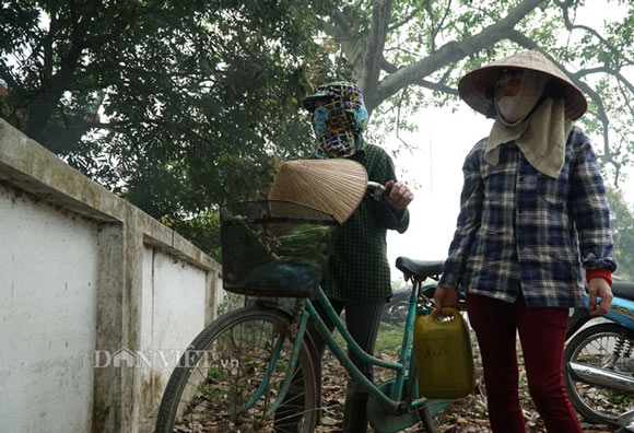 Ảnh, clip: Nuôi ong du mục thu hàng trăm triệu ở Hưng Yên - 13