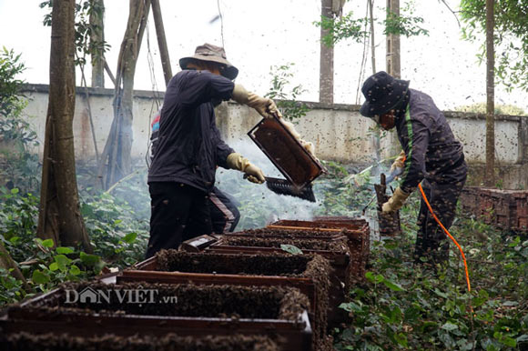 Ảnh, clip: Nuôi ong du mục thu hàng trăm triệu ở Hưng Yên - 4