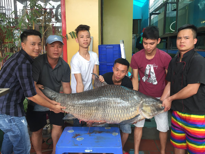 Cận cảnh cá trắm đen khổng lồ hồ Thác Bà vừa về đến Hà Nội - 9