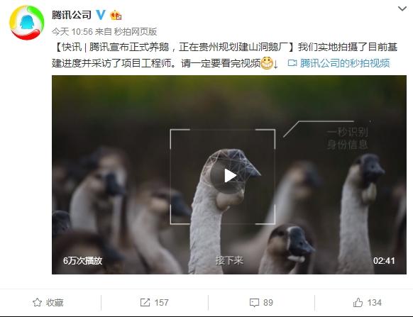 Alibaba nuôi heo, nay đến lượt Tencent tuyên bố nuôi... ngỗng - 1