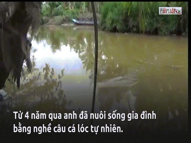 Cần thủ câu cá lóc 'bách phát bách trúng' ở Cà Mau