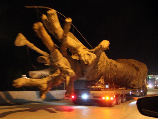 Yêu cầu Bộ Công an làm rõ việc bao che xe chở cây ”khủng”