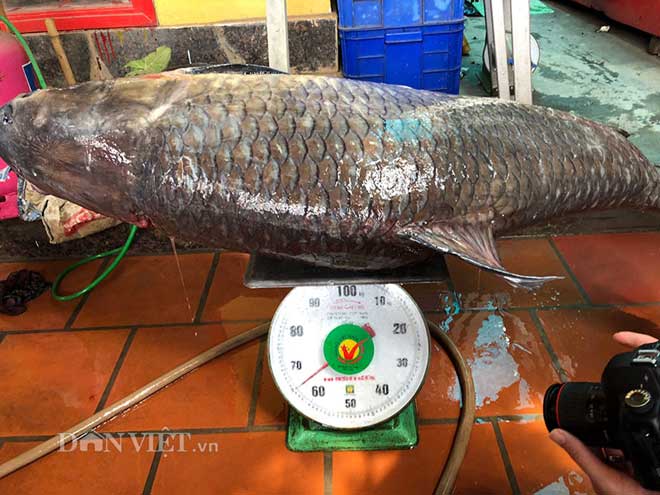 Hành trình đưa cá trắm đen 65kg lớn nhất Việt Nam lên bàn tiệc - 1