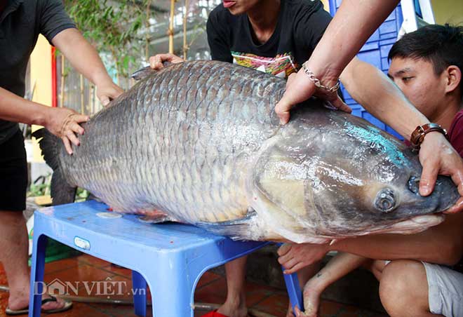 Hành trình đưa cá trắm đen 65kg lớn nhất Việt Nam lên bàn tiệc - 2