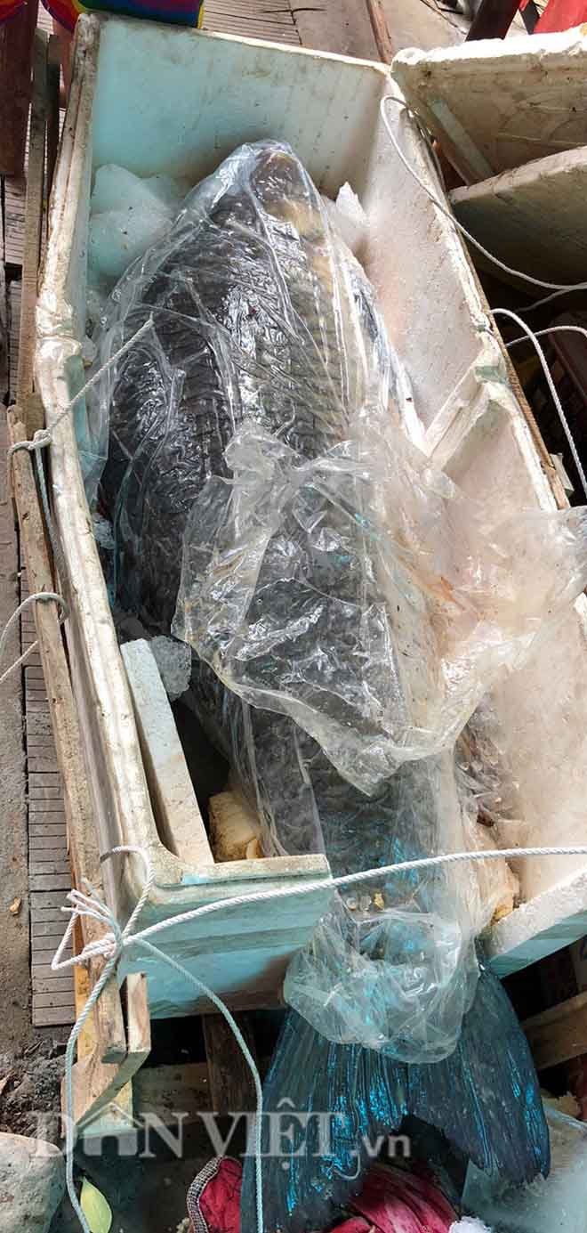 Hành trình đưa cá trắm đen 65kg lớn nhất Việt Nam lên bàn tiệc - 4