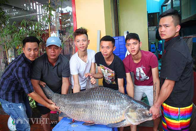 Hành trình đưa cá trắm đen 65kg lớn nhất Việt Nam lên bàn tiệc - 5