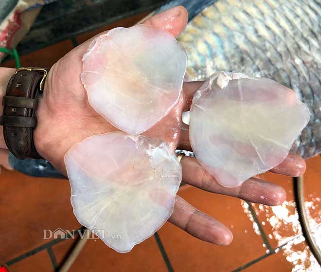 Hành trình đưa cá trắm đen 65kg lớn nhất Việt Nam lên bàn tiệc - 6