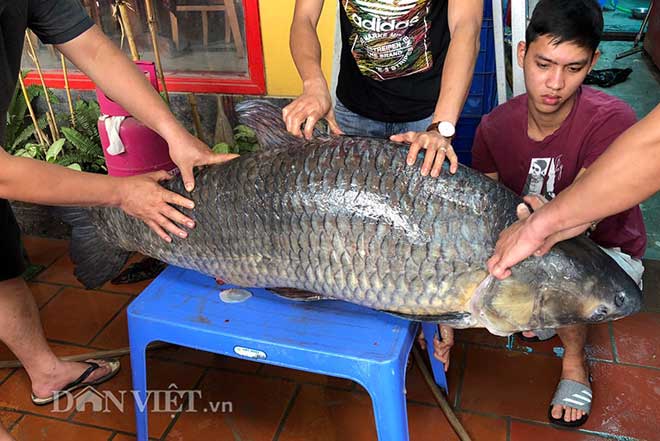 Hành trình đưa cá trắm đen 65kg lớn nhất Việt Nam lên bàn tiệc - 7
